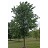 ULMUS X TRIUMPH MORTON 2"BB