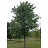 ULMUS X TRIUMPH MORTON2.5"BB