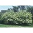 VIBURNUM LEN NANNYBERRY #20 TF