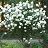 VIBURNUM LEN NANNYBERRY 1.75"BB