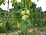 HUMULUS CASCADE HOPS #2