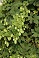 HUMULUS NUGGET ORN HOPS #2