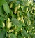 HUMULUS WILLIAMETTE HOPS #2