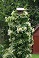 HYDRA CLIMBING HYDRANGEA #2
