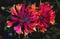 LONICERA HEK GOLDFLAME #2