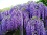 WISTERIA MAC BLUE MOON #2