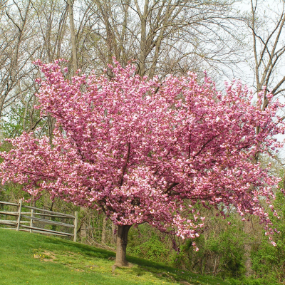 CHERRY FLOWERING #15