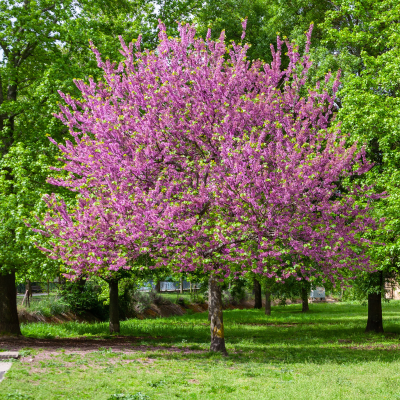 REDBUD TEXAS 2" - 2.25" B&B