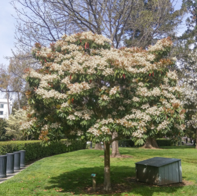 LOQUAT STANDARD #30