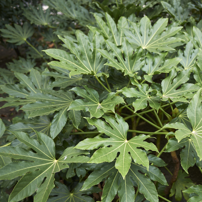 ARALIA JAPANESE #7