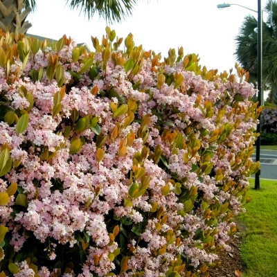 INDIAN HAWTHORN #1