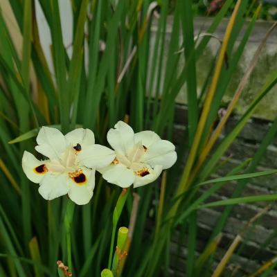 IRIS BICOLOR #5