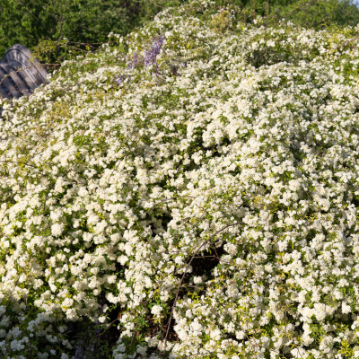 ROSE LADY BANKS ESPALIER #15