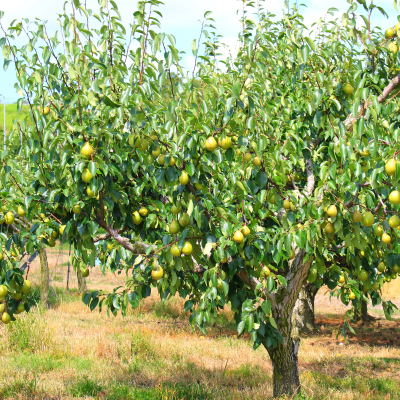 FRUIT PEAR TREE #5