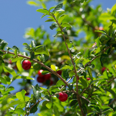 BARBADOS CHERRY TREE #3