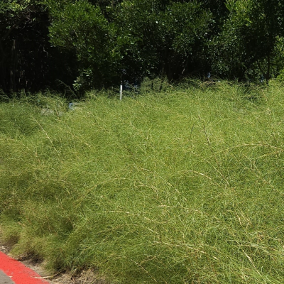 GRASS MUHLY BAMBOO #1