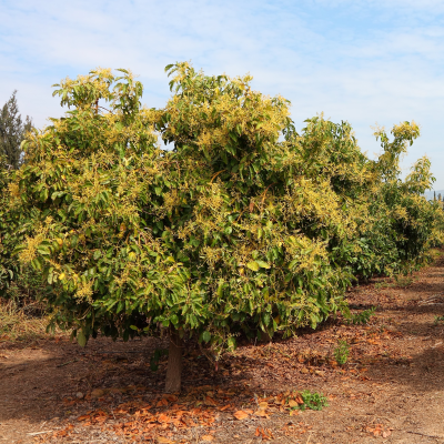 FRUIT AVOCADO #15