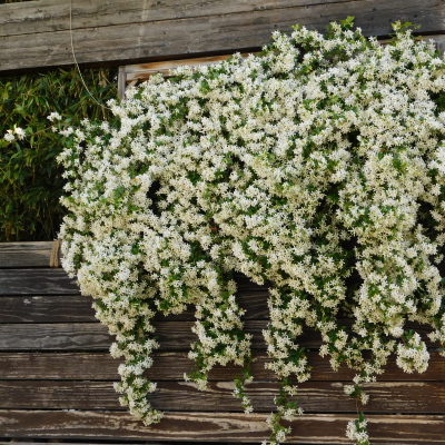 JASMINE STAR TRELLIS TRIPOD #3