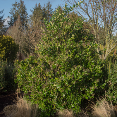 LIGUSTRUM WAXLEAF #7