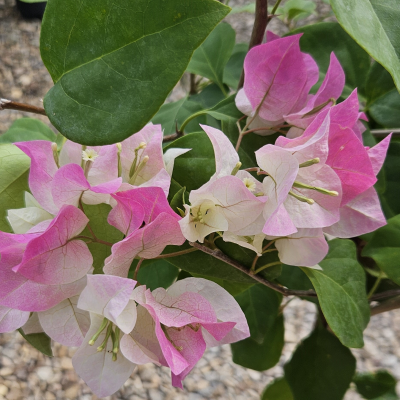 BOUGAINVILLA HANGING BASKET 12"