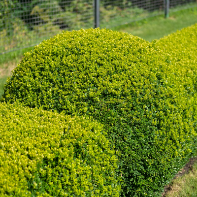 BOXWOOD HYBRID #3 #5