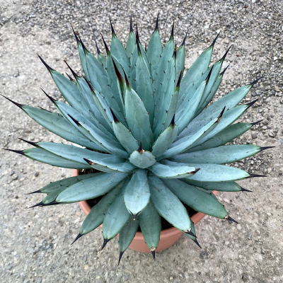 AGAVE BLACK SPINE #3