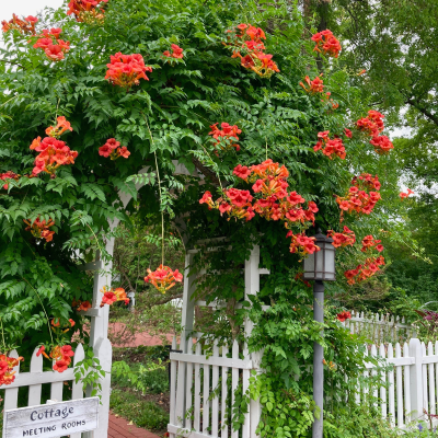 TRUMPET VINE #15