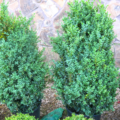 BOXWOOD COLUMNAR #7