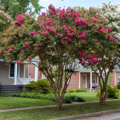 CREPE MYRTLE SCARLET #30