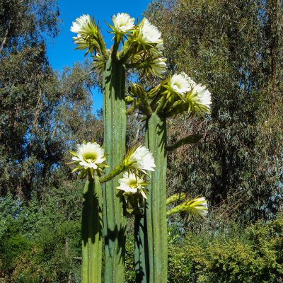 CACTUS SAN PEDRO #15