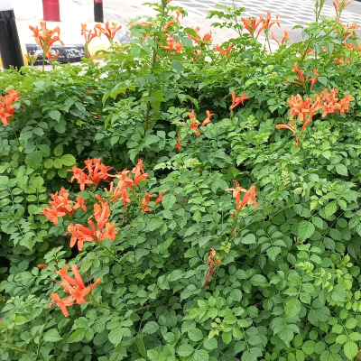 HONEYSUCKLE CAPE #3