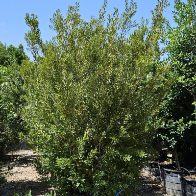 WAX MYRTLE #30