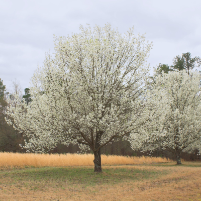 PEAR ORNAMENTAL 24"