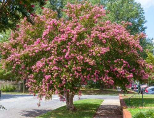 CREPE MYRTLE #3