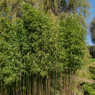 BAMBOO TEMPLE #15