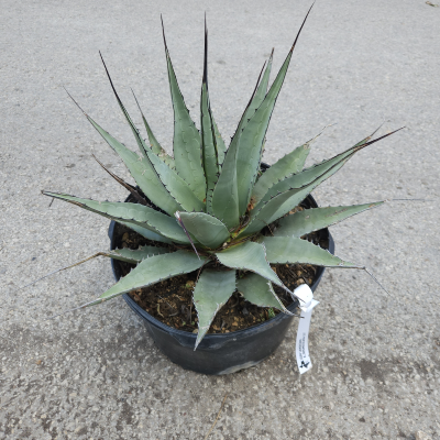 AGAVE NEOMEXICANA #7 #10 #15