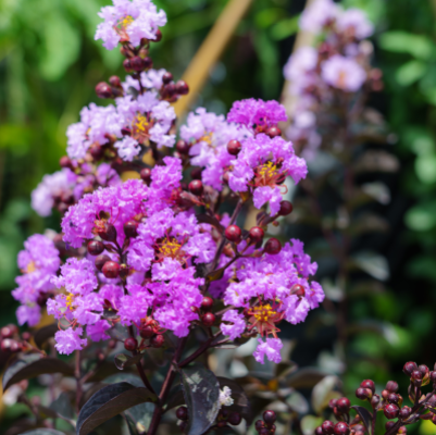 CREPE MYRTLE DARK LEAF #7