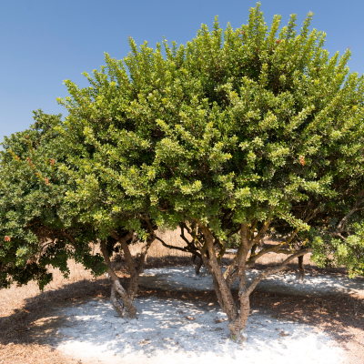 PISTACHE MASTIC #15
