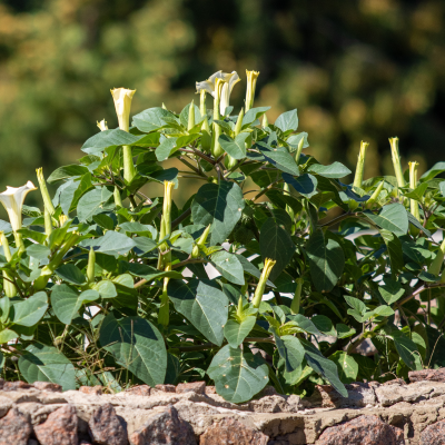 DATURA #1