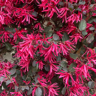 LOROPETALUM PLUM #5