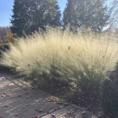 GRASS MUHLY WHITE CLOUD #5