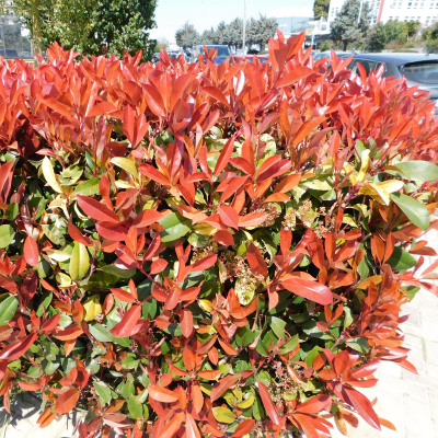 PHOTINIA #7