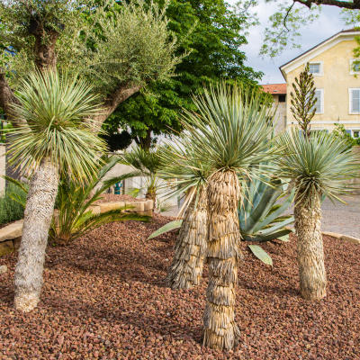 YUCCA ROSTRATA WITH TRUNK #15