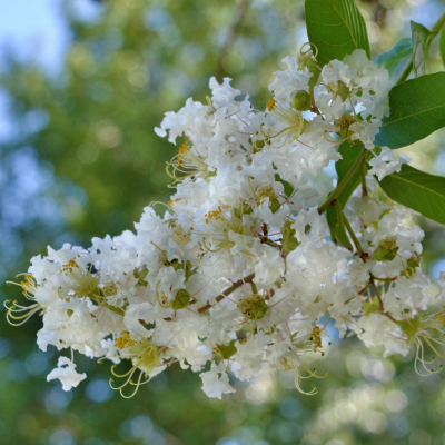 CREPE MYRTLE NATCHEZ #45