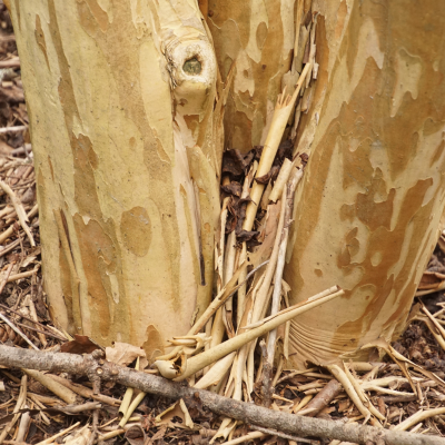 CREPE MYRTLE MUSKOGEE #45