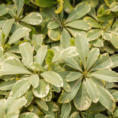 PITTOSPORUM VARIEGATED #7