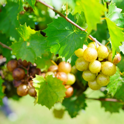 FRUIT GRAPES MUSCADINE #2