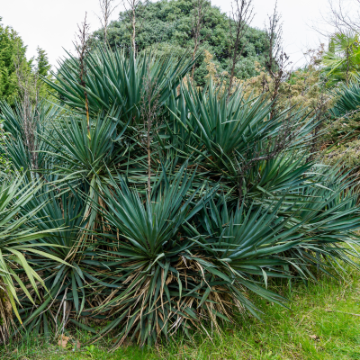 YUCCA PENDULA #5