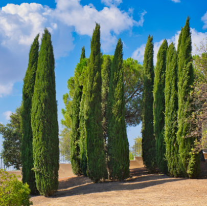 CYPRESS ITALIAN #7
