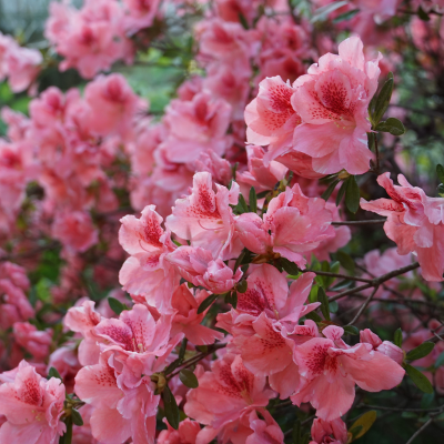 AZALEA ENCORE PINK #3